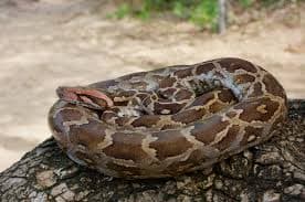 Indian Python