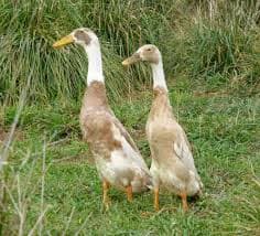 Indian Runner Duck