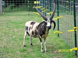 Jacob Sheep