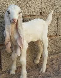 Kamori Goat
