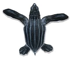 Leatherback Sea Turtle