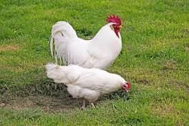 Leghorn Chicken