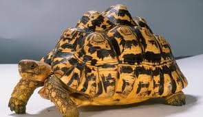 Leopard Tortoise