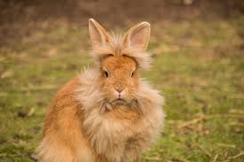 Lionhead Rabbit