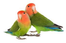 Lovebird Parrot