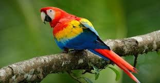 Macaw Parrot