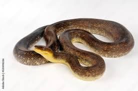 Macklots Python