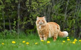 Maine Coon Cat