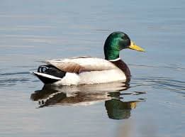 Mallard Duck
