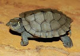 Map Turtle