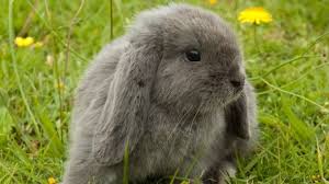 Mini Lop Rabbit