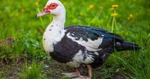 Muscovy Duck