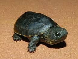 Musk Turtle