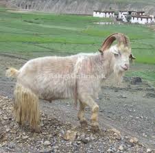 Pahari Goat