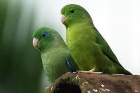 Parrotlet Parrot