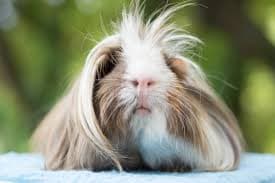 Peruvian Guinea Pig
