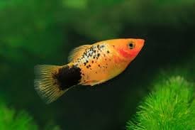 Platy Fish