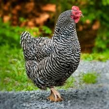 Plymouth Rock Chicken