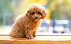 Poodle Dog