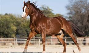 Quarter Horse