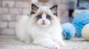 Ragdoll Cat
