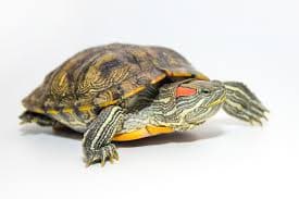 Red-Eared Slider Turtle