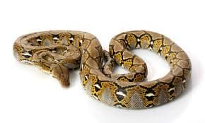 Reticulated Python