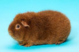 Rex Guinea Pig