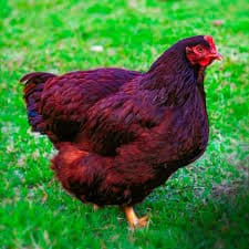 Rhode Island Red