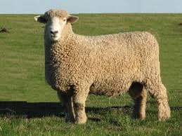 Romney Sheep