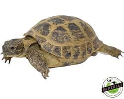 Russian Tortoise