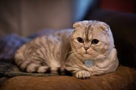 Scottish Fold Cat