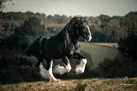 Shire Horse