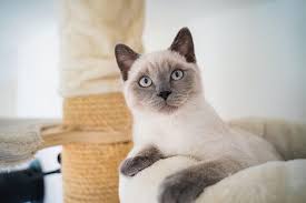 Siamese Cat
