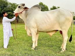 Sibi Cow