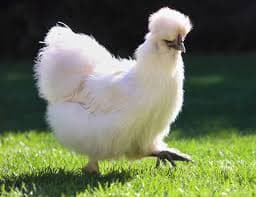 Silkie Chicken