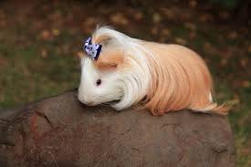Silkie Guinea Pig