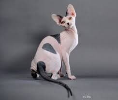 Sphynx Cat