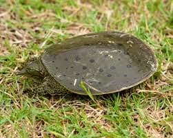 Spiny Softshell Turtle