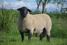 Suffolk Sheep