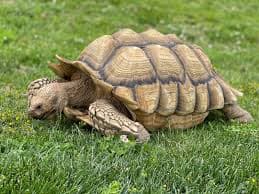 Sulcata Tortoise