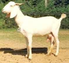 Surti Goat