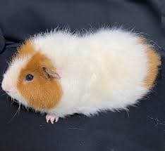 Teddy Guinea Pig