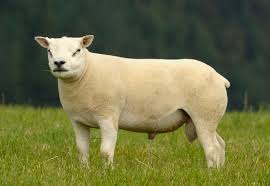 Texel Sheep