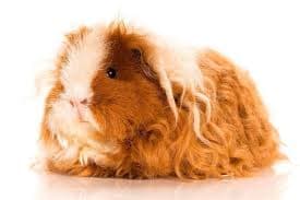 Texel Guinea Pig