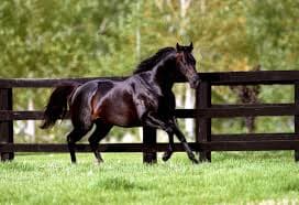 Thoroughbred Horse