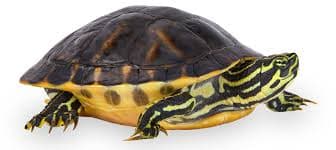 Yellow-Bellied Slider Turtle